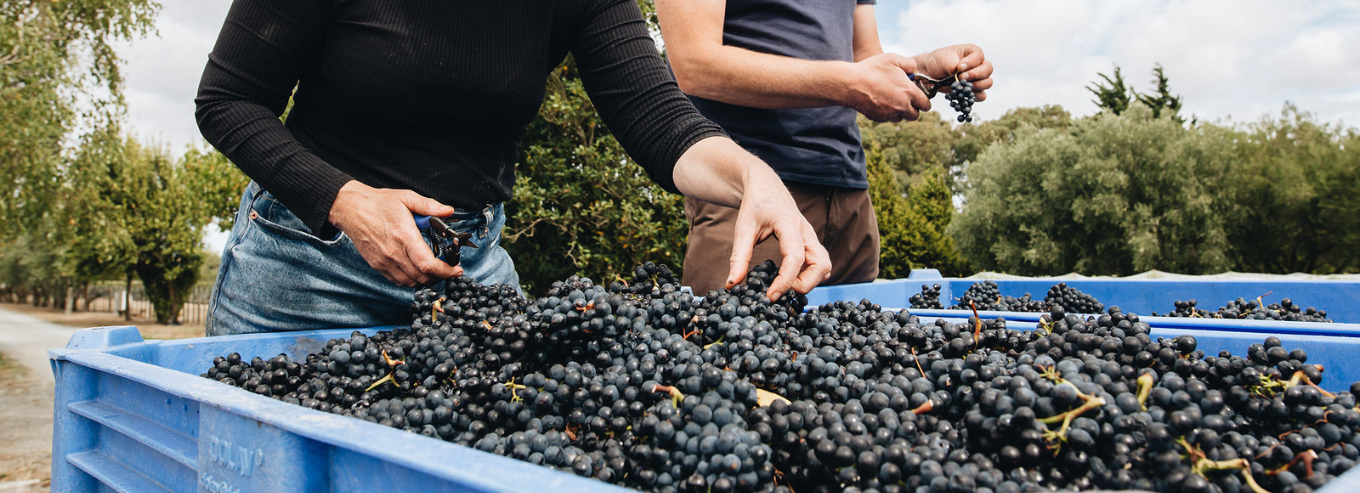 Harvesting grapes at Ata Rangi